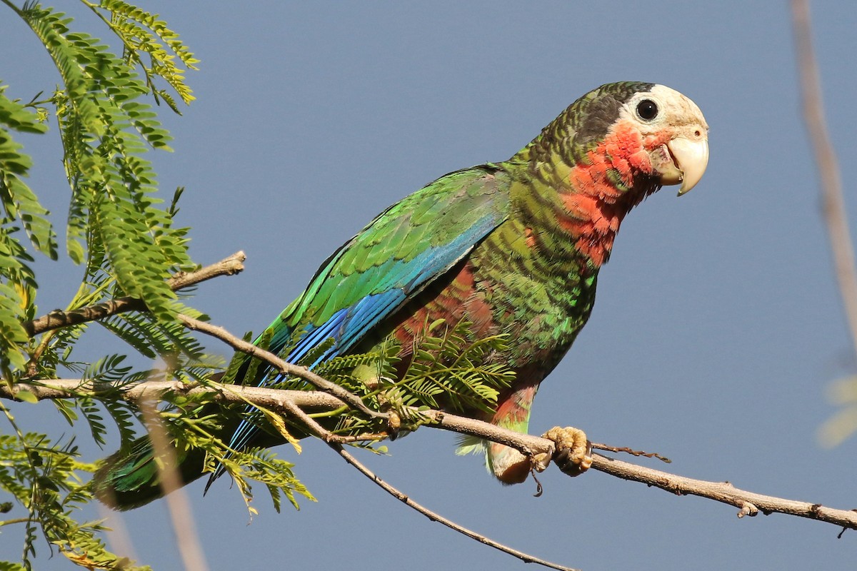 Cuban Parrot (Cuban) - Jeffrey Offermann