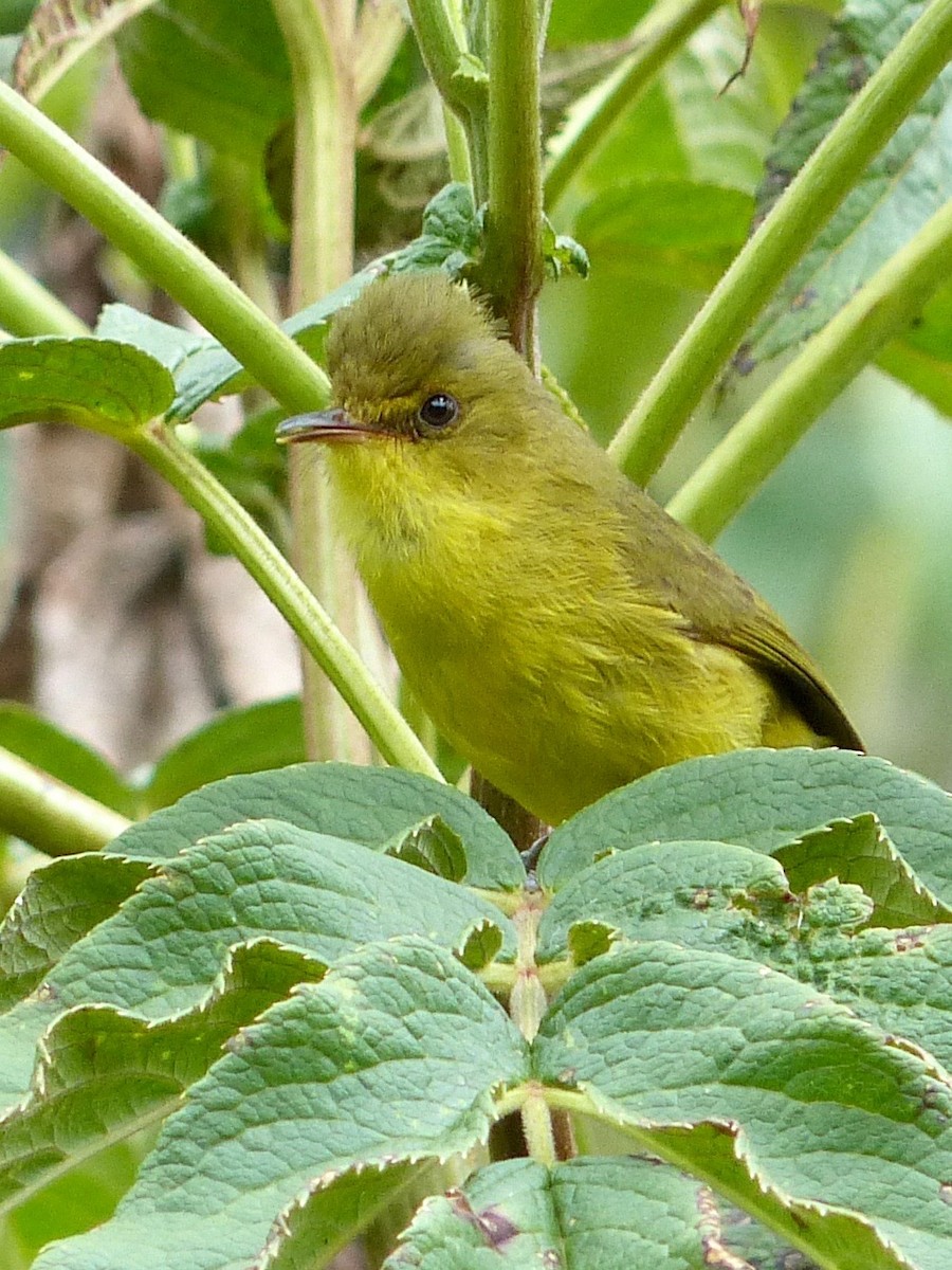 Mountain Yellow-Warbler - Jenny Bowman