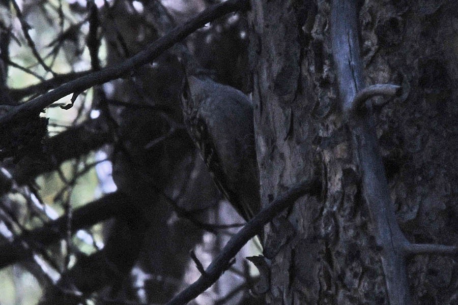 Brown Creeper - ML218537941