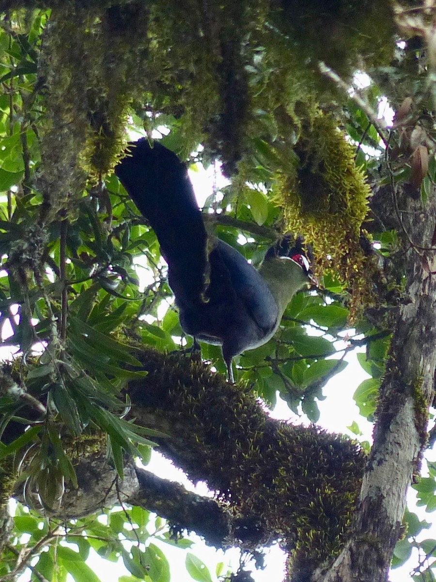 Hartlaub's Turaco - Jenny Bowman