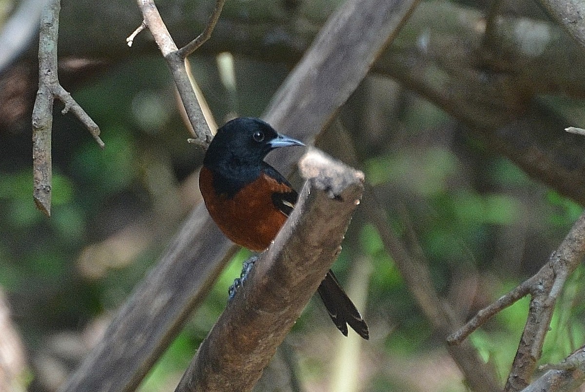 Orchard Oriole - ML21854061