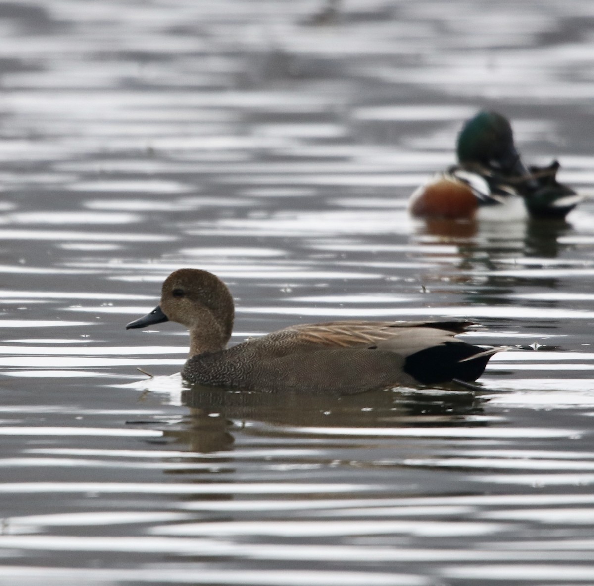 Gadwall - Cheryl Rosenfeld