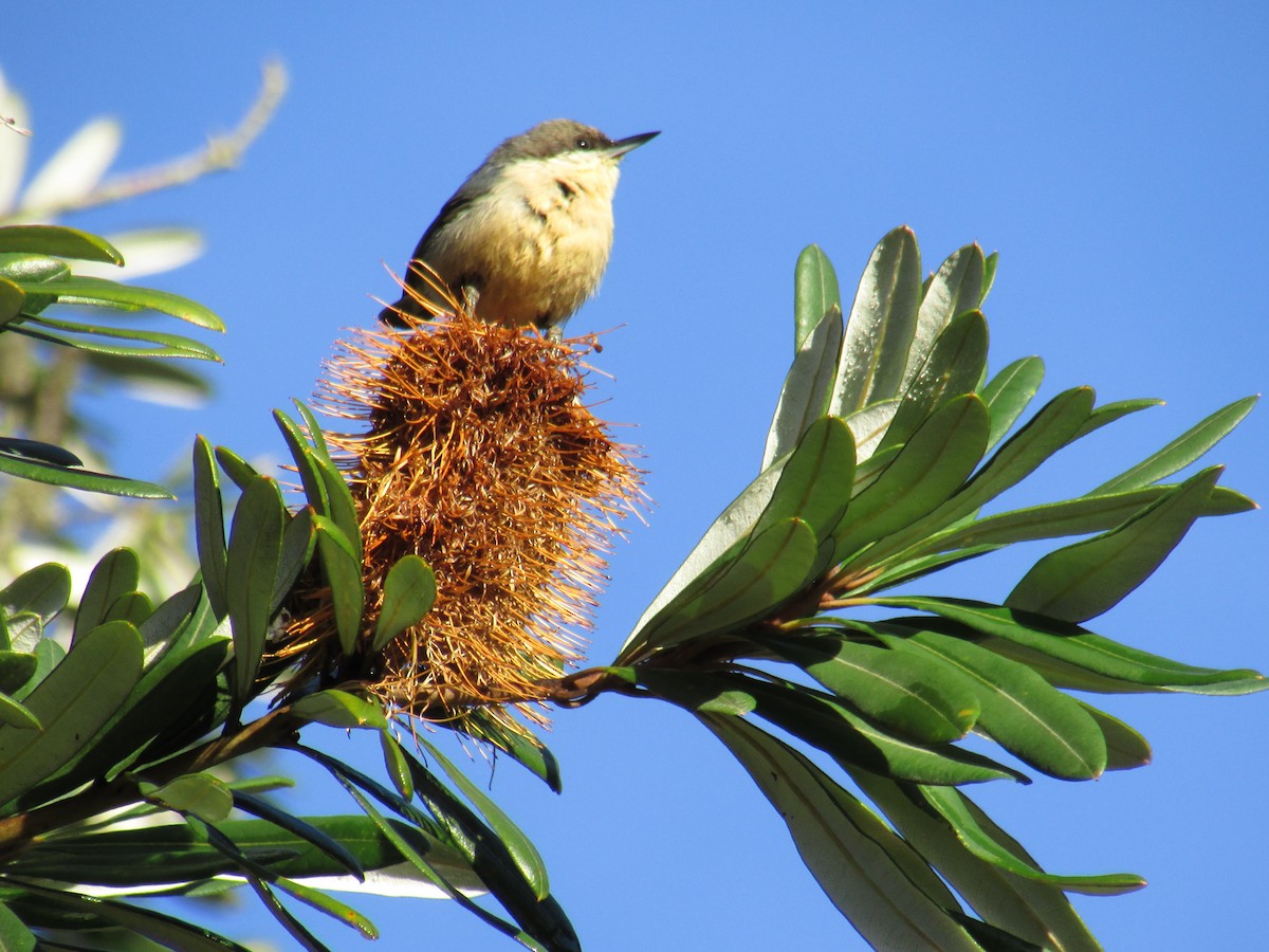 Pygmy Nuthatch - Steve Stump