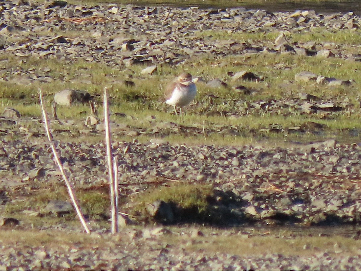 Double-banded Plover - ML218543091
