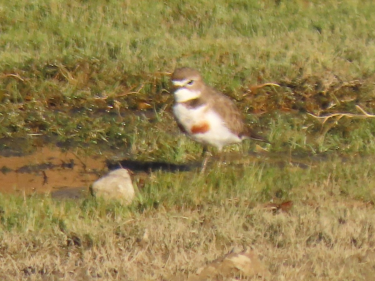 Double-banded Plover - ML218543121