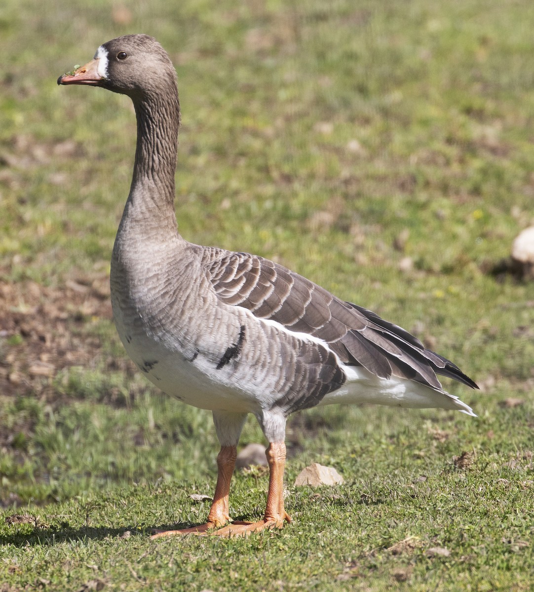 Greater White-fronted Goose - ML218543931
