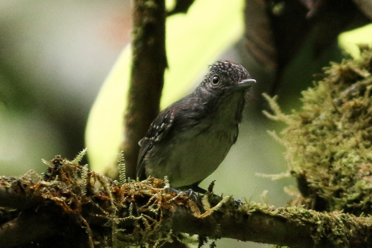 Spot-crowned Antvireo - ML218545051