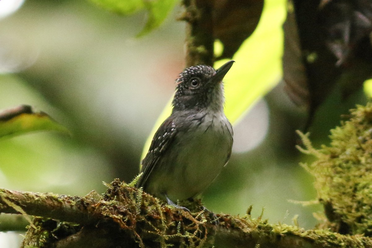 Spot-crowned Antvireo - ML218545161