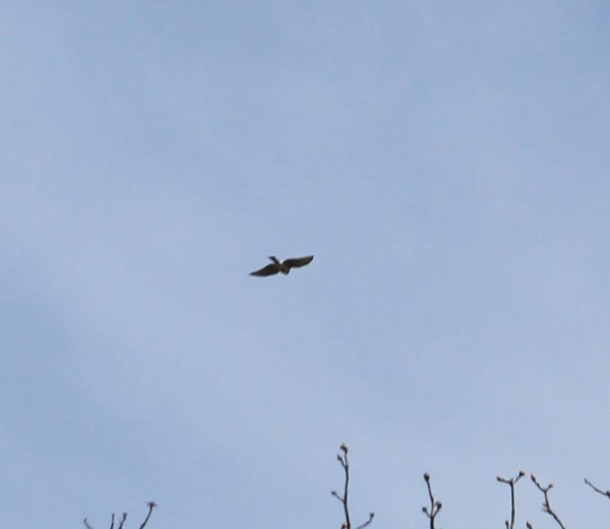 Sharp-shinned Hawk - ML218545881