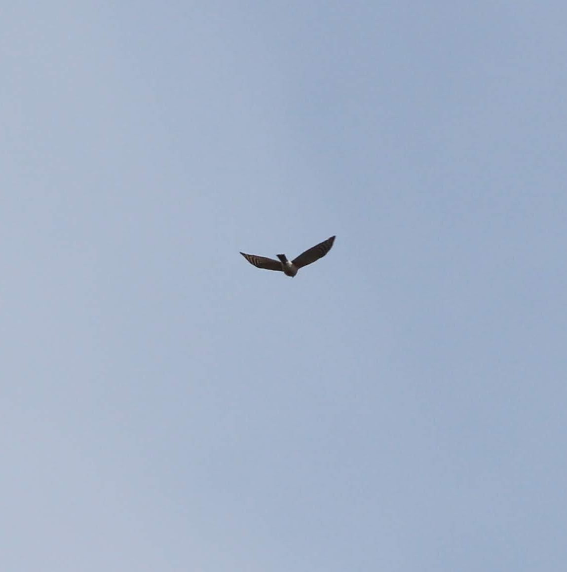 Sharp-shinned Hawk - ML218545891