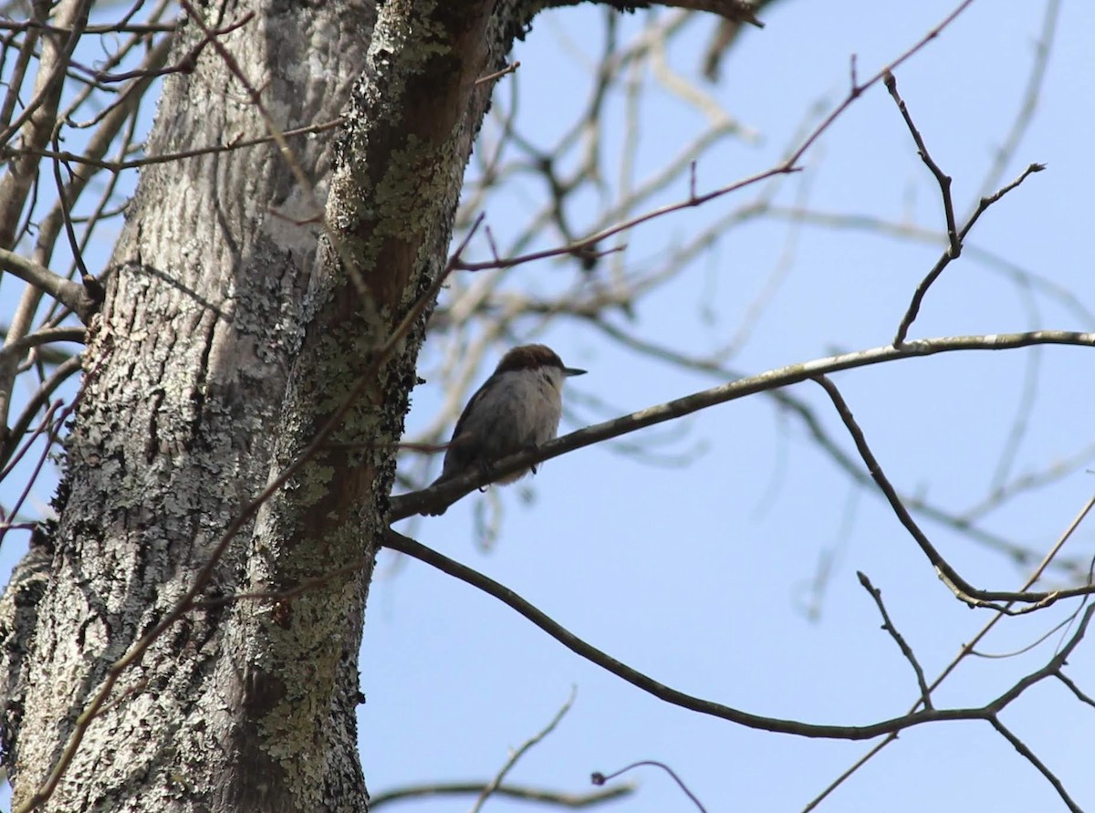Brown-headed Nuthatch - ML218545931
