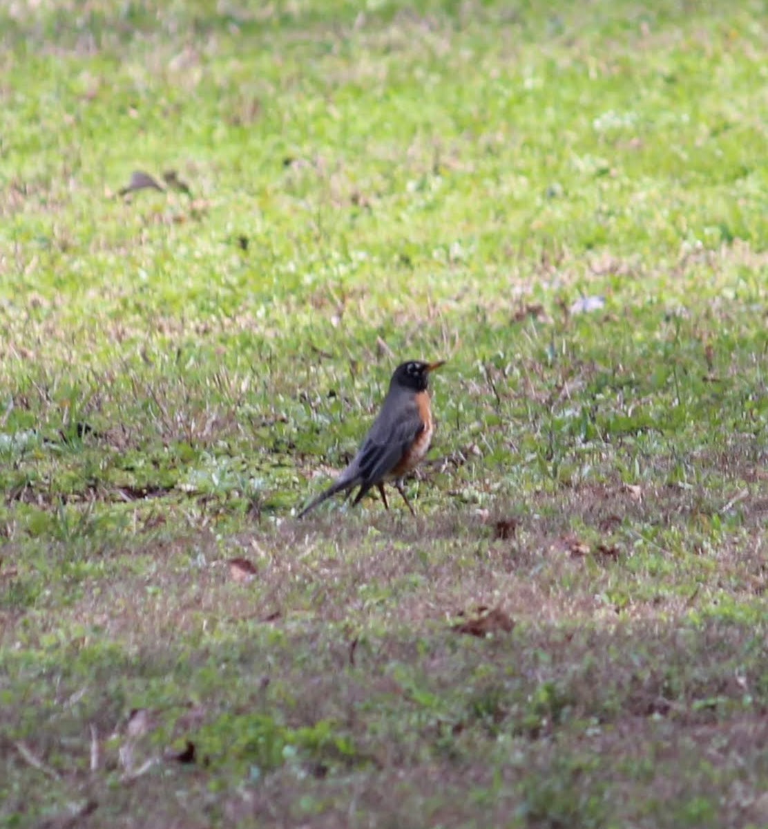 American Robin - ML218545981