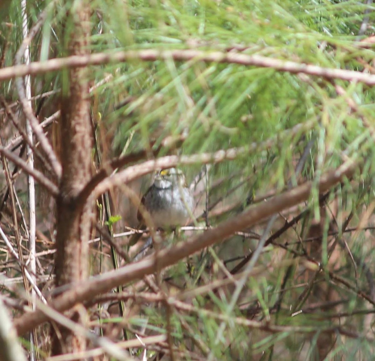 White-throated Sparrow - ML218546121