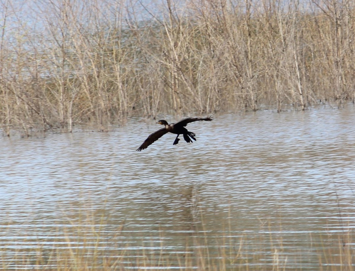 Double-crested Cormorant - ML218546281