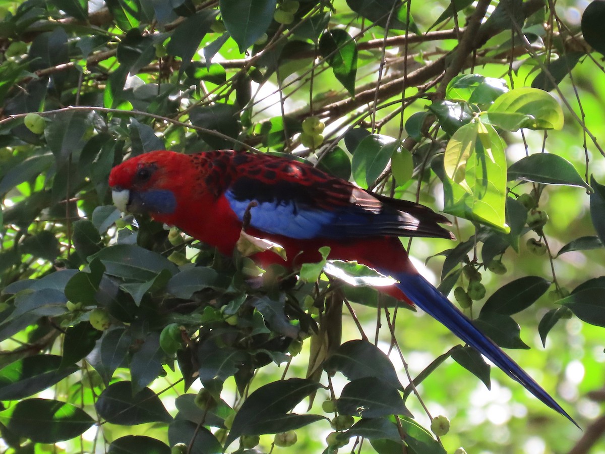 Crimson Rosella (Crimson) - ML218547141