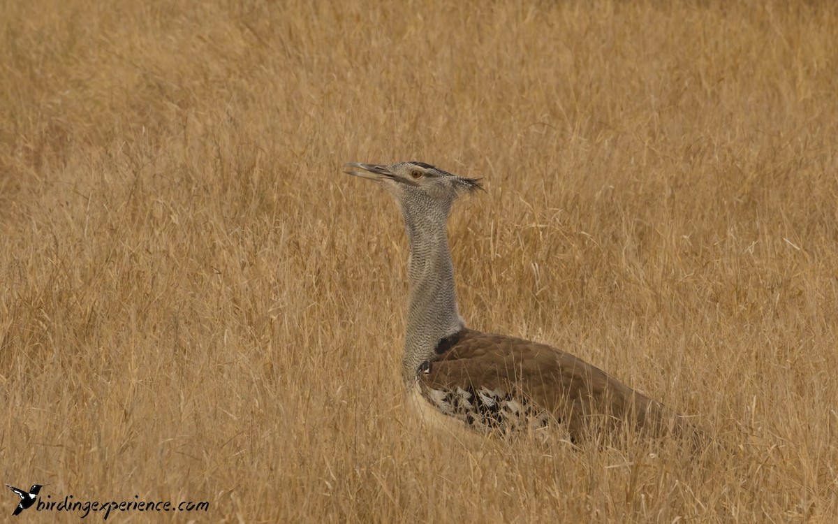 Kori Bustard - ML218547451