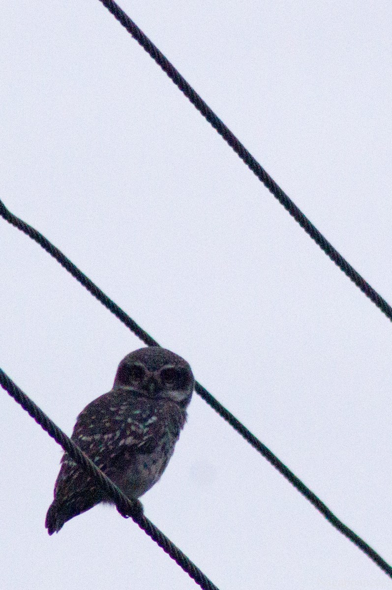 Spotted Owlet - ML21854761