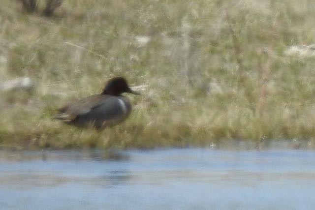 Green-winged Teal - Vern Tunnell