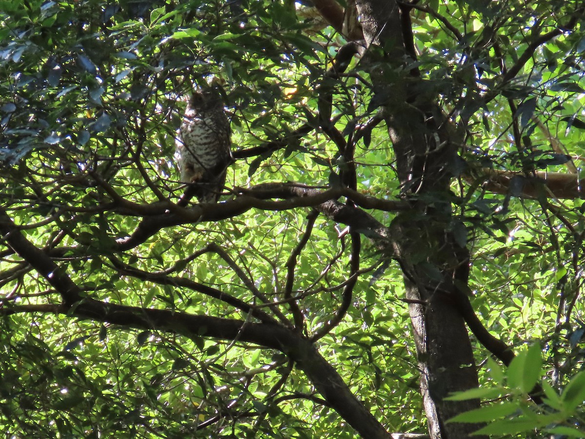 Powerful Owl - ML218549761