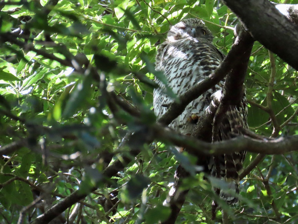 Powerful Owl - ML218549771