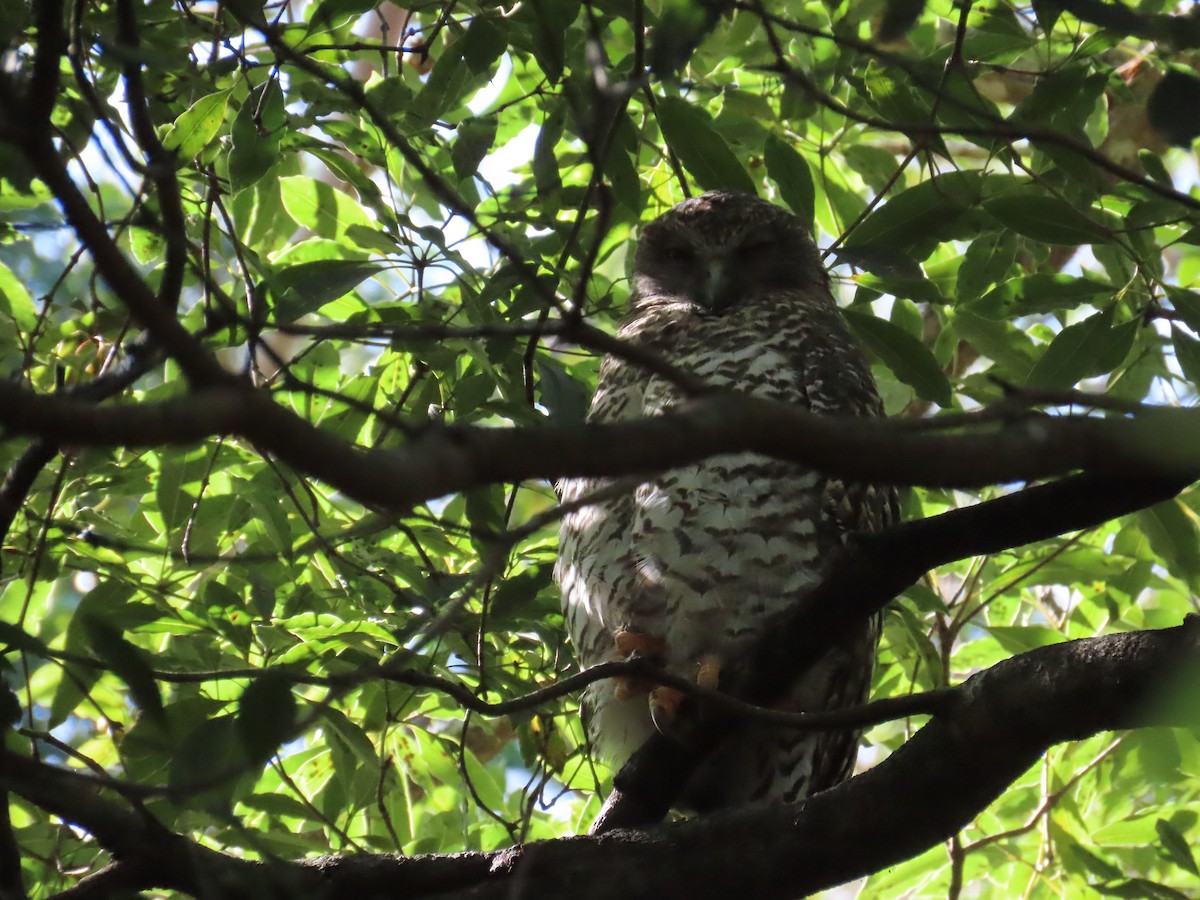 Powerful Owl - ML218550211