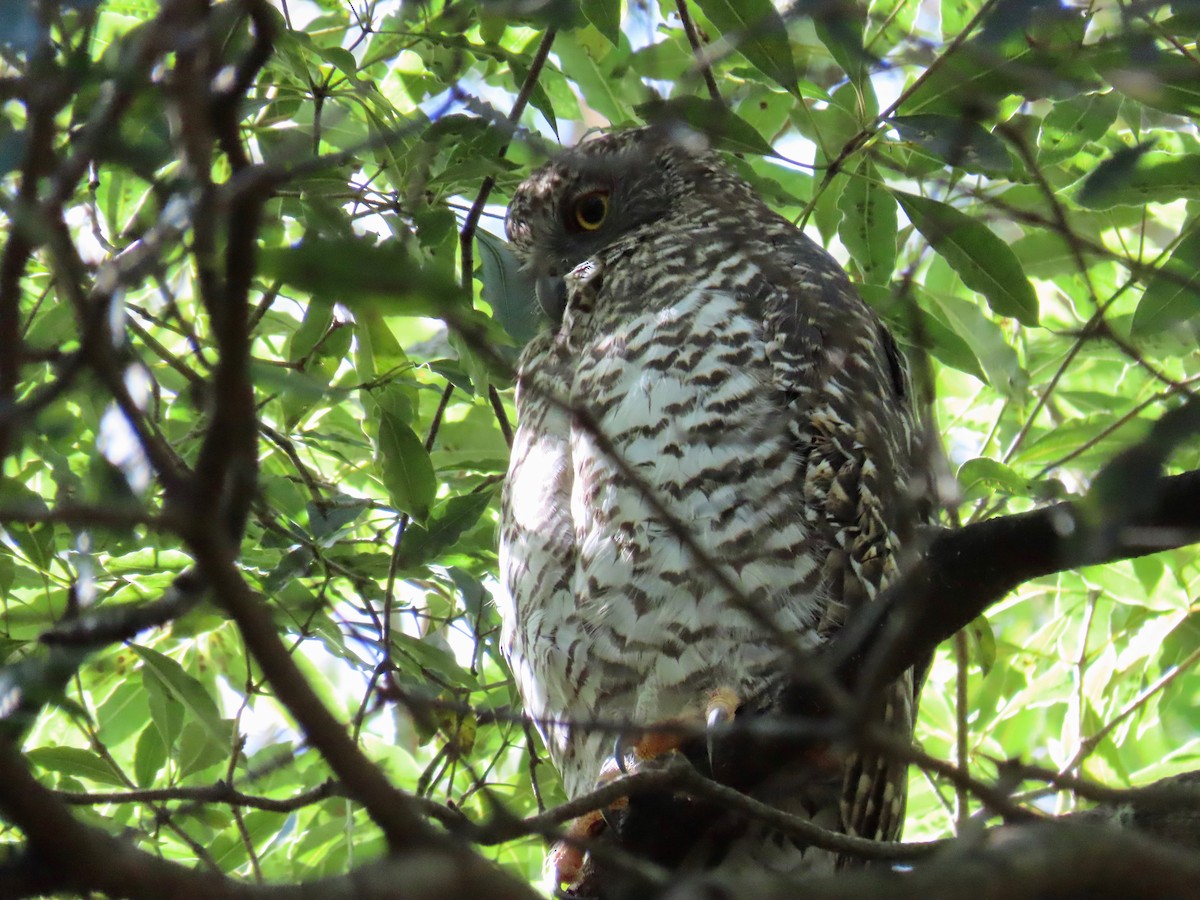 Powerful Owl - ML218550221
