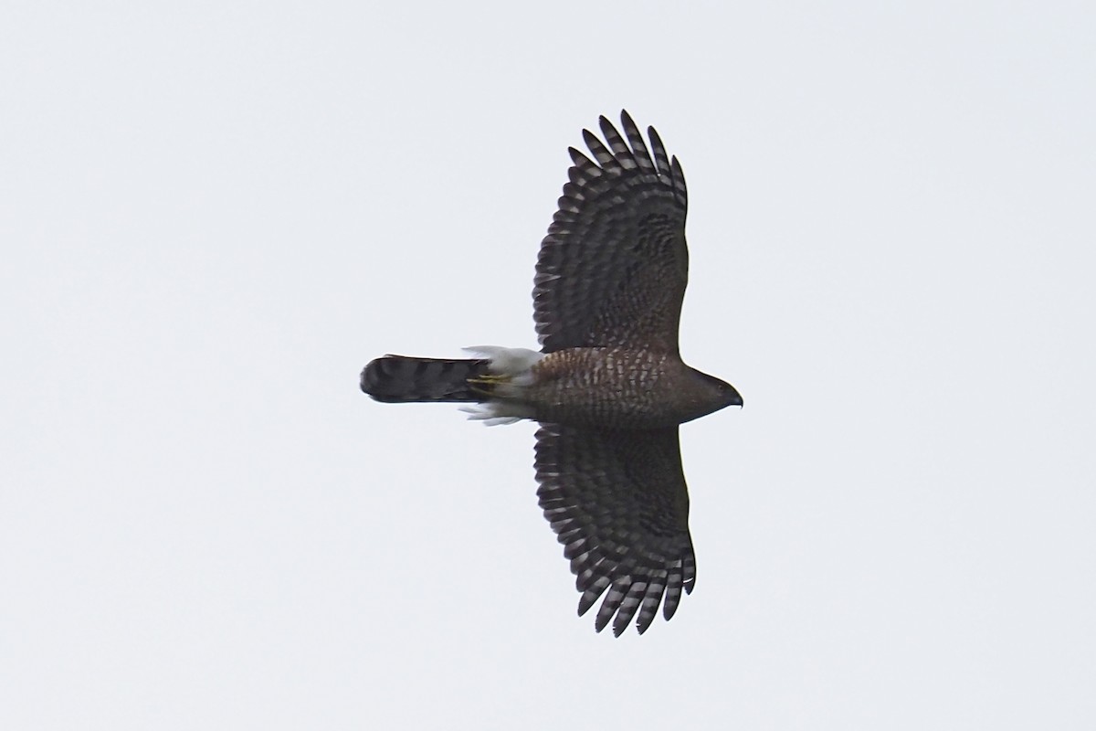 Cooper's Hawk - ML218551091