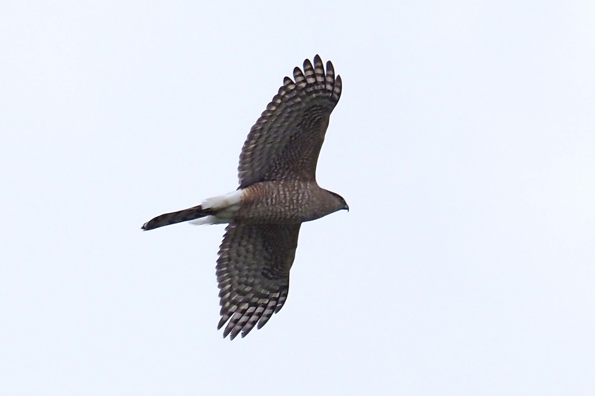 Cooper's Hawk - ML218551111