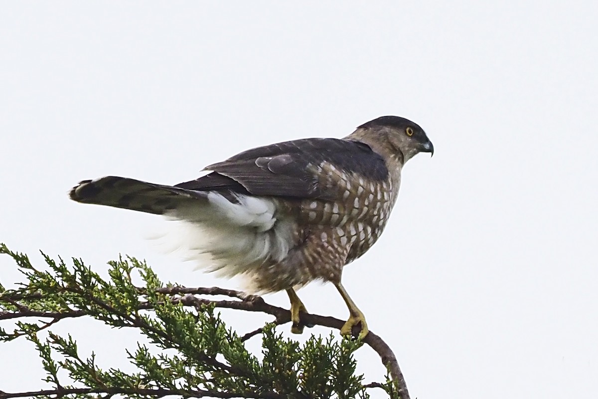 Cooper's Hawk - ML218551131