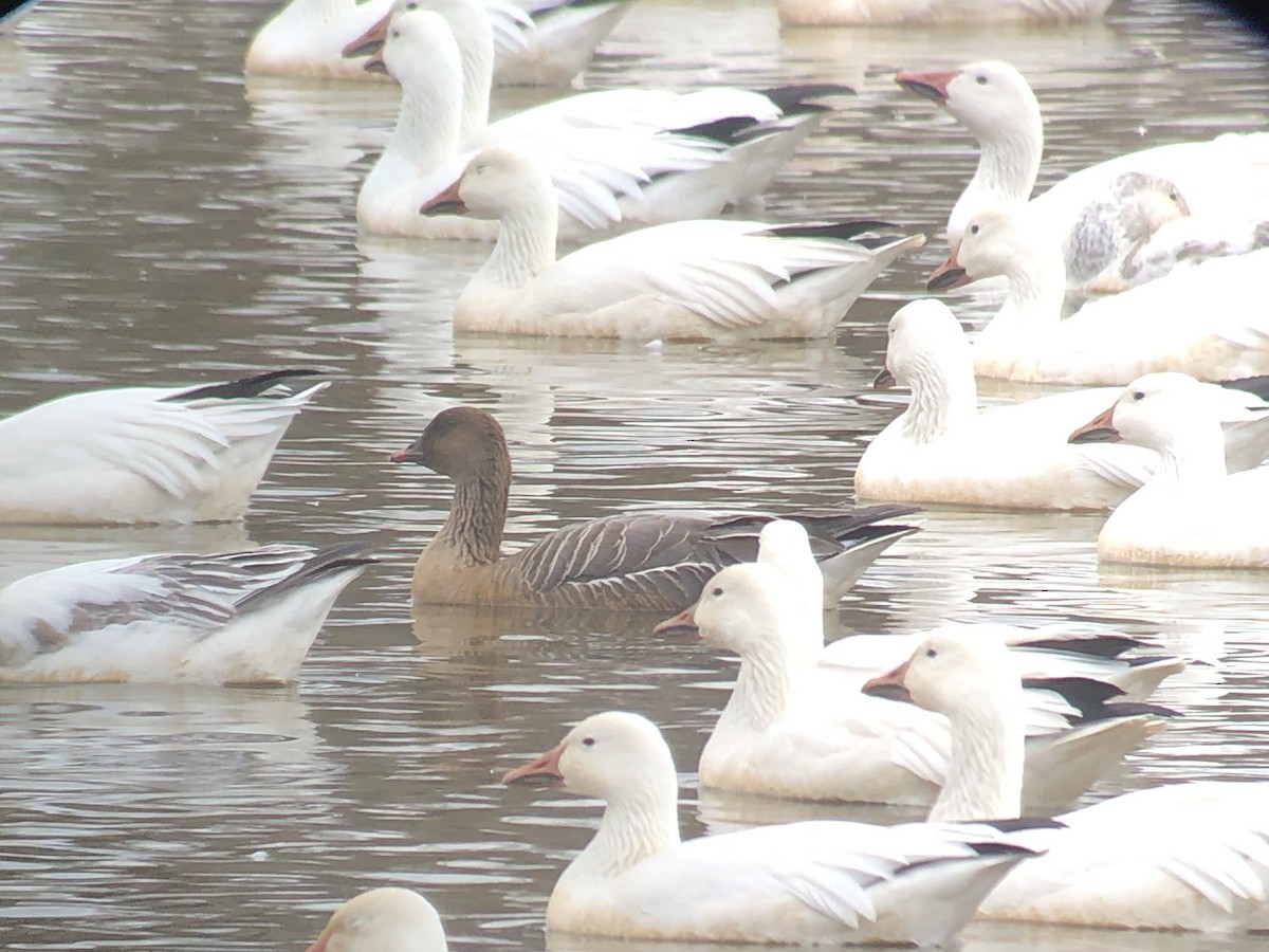 Pink-footed Goose - ML218555111