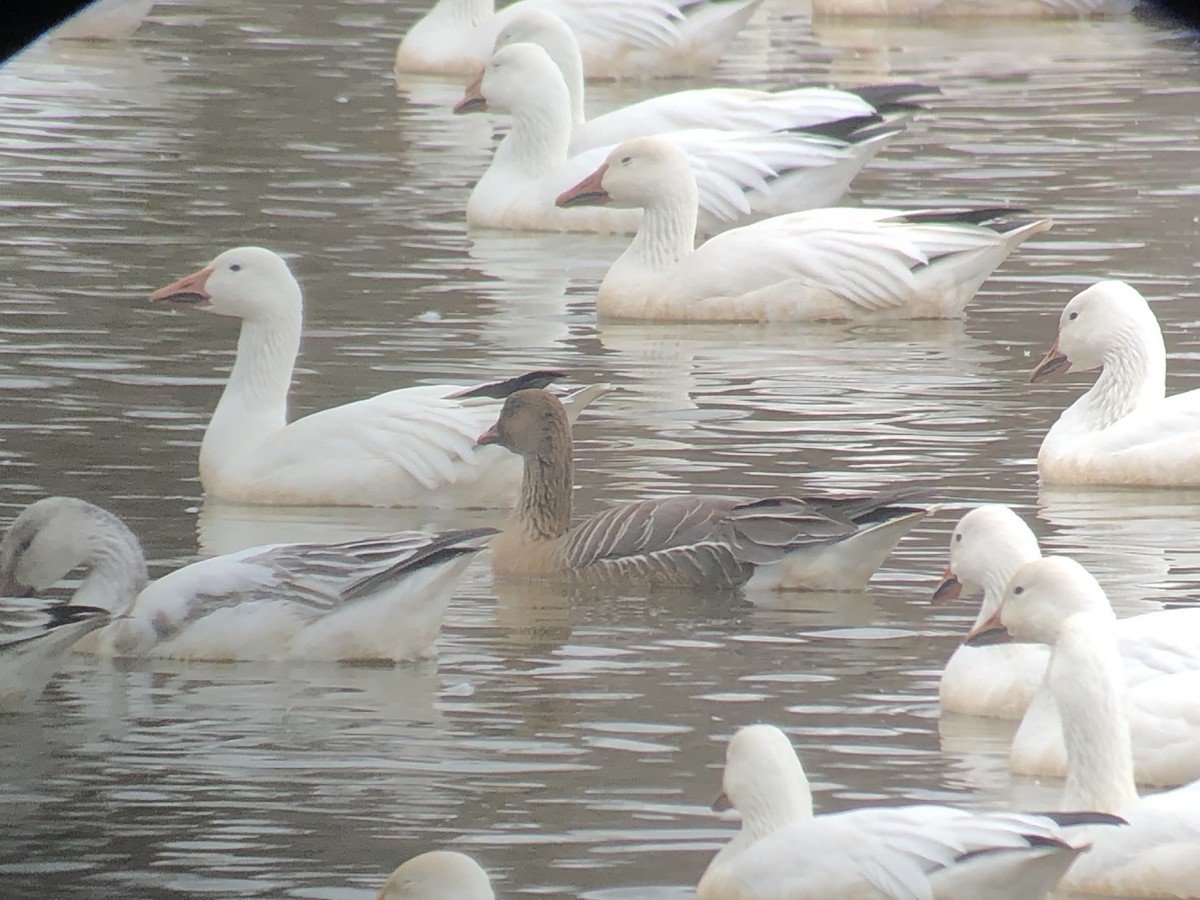 Pink-footed Goose - Jeff Payne