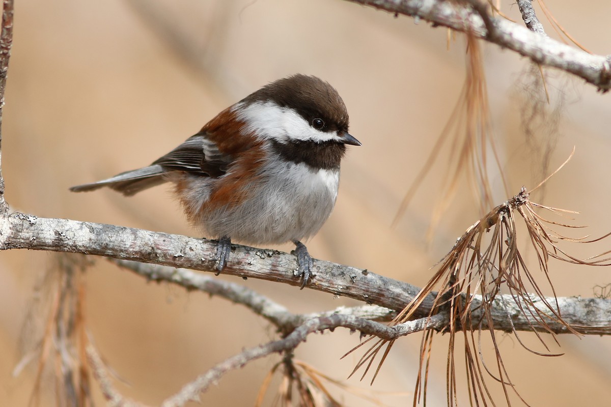 Chestnut-backed Chickadee - ML218555851