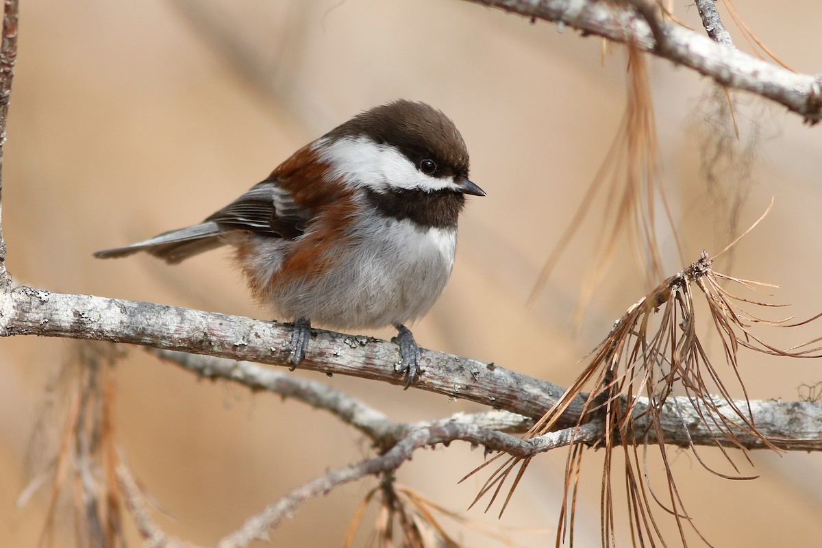 Chestnut-backed Chickadee - Neil Paprocki