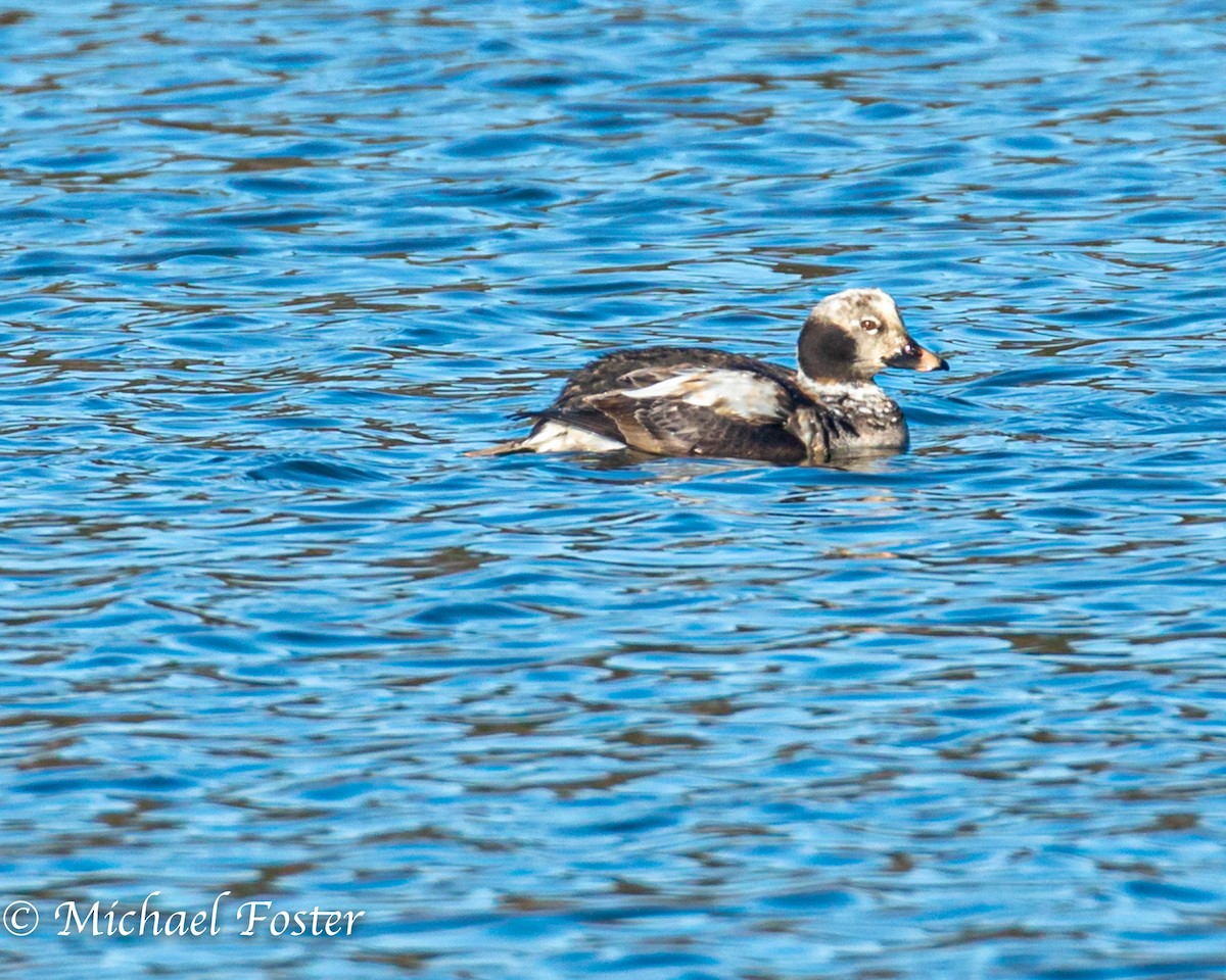 Long-tailed Duck - Michael Foster