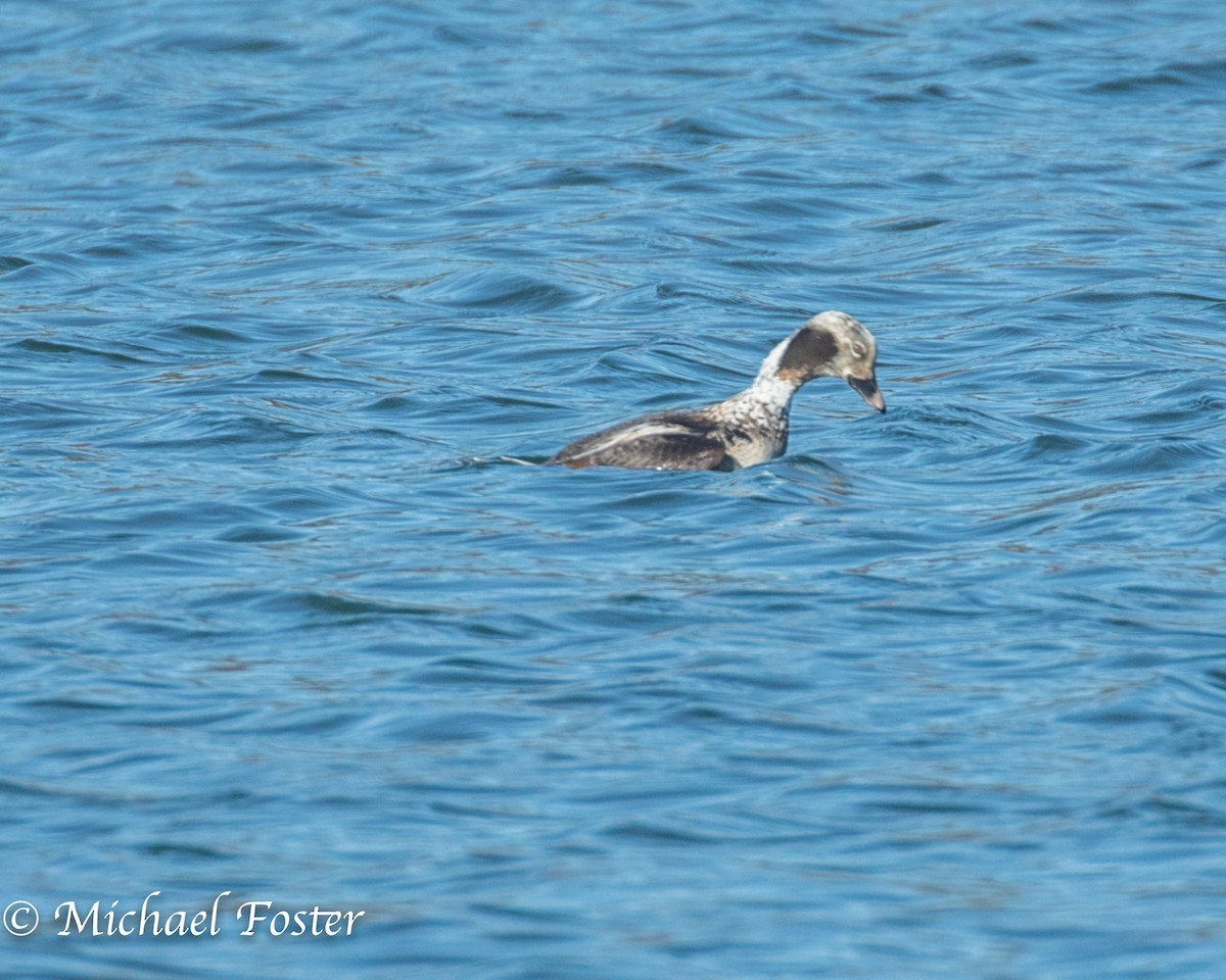 Long-tailed Duck - ML218557151