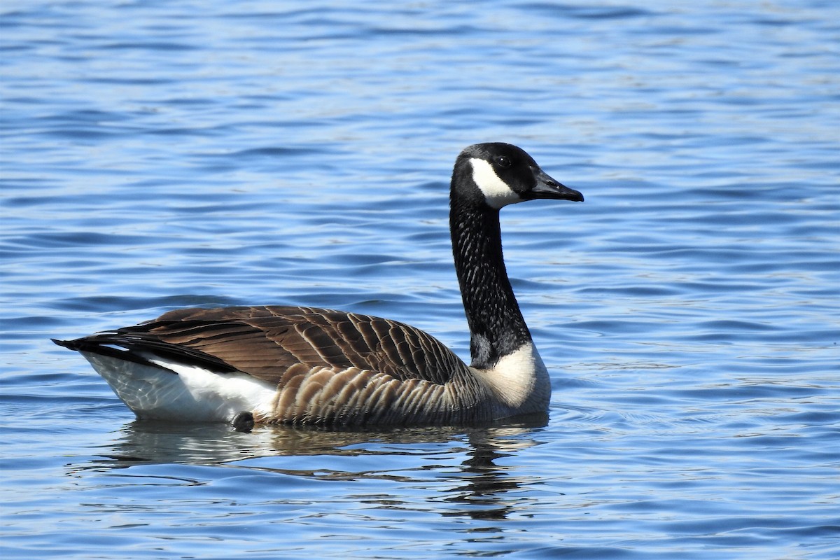 Canada Goose - ML218557851