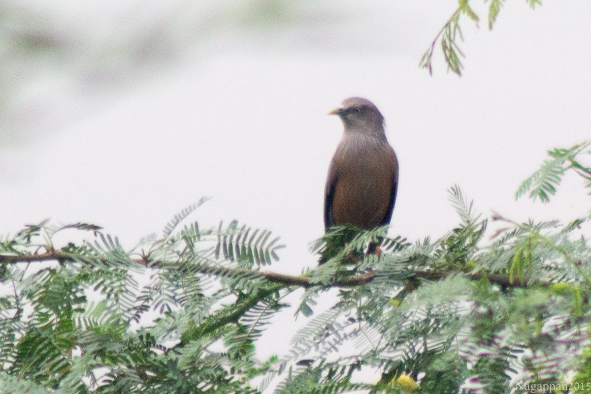 Chestnut-tailed Starling - ML21855931