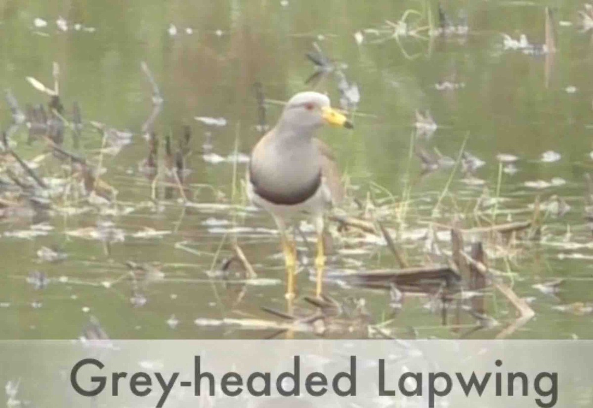 Gray-headed Lapwing - ML218560931