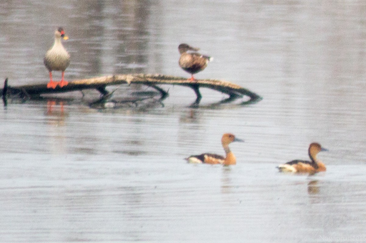 Northern Shoveler - ML21856151