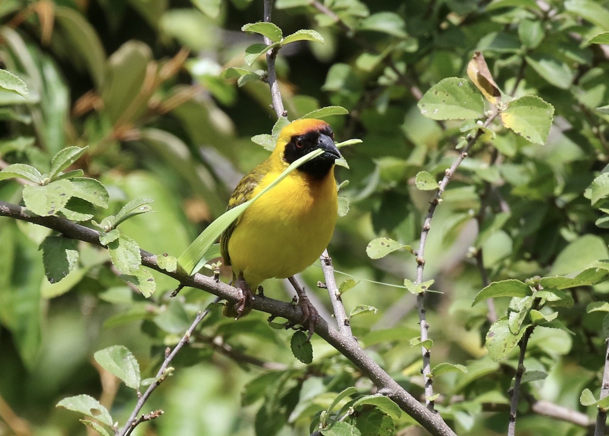 Vitelline Masked-Weaver - ML218562671