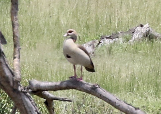 Egyptian Goose - ML218562681