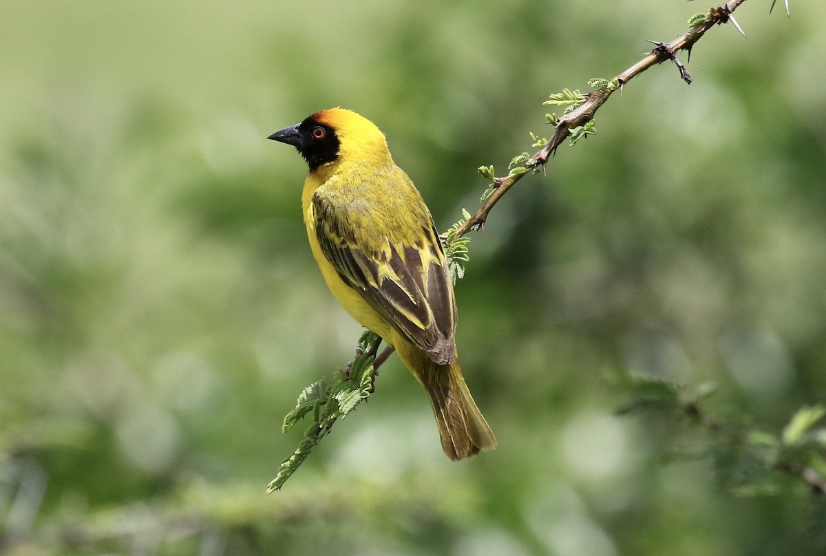 Vitelline Masked-Weaver - John Bruin