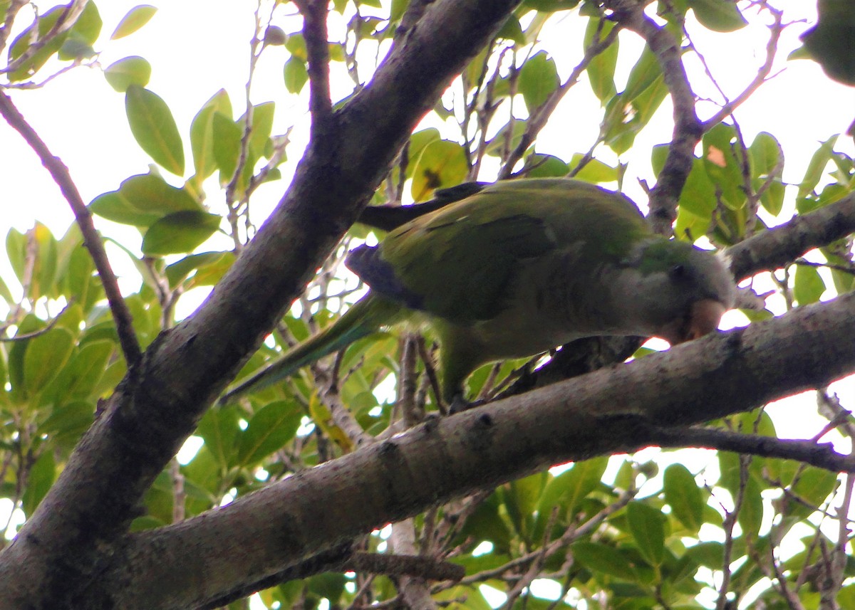 Monk Parakeet - ML218562721