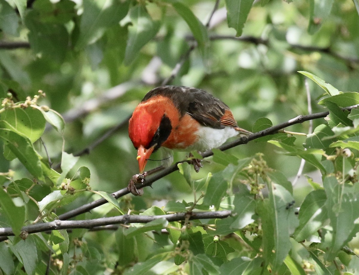 Red-headed Weaver - ML218562851