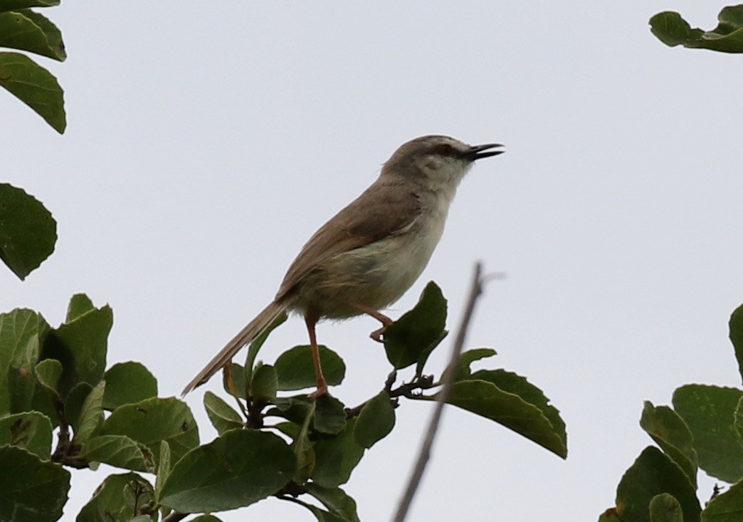 Tawny-flanked Prinia - ML218563121