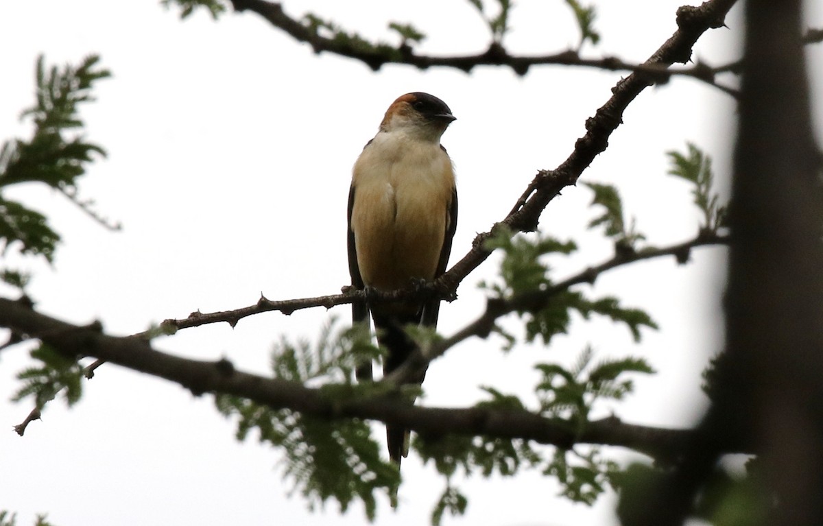 Red-rumped Swallow - ML218563291