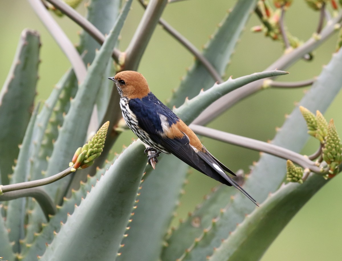 Golondrina Abisinia - ML218563381