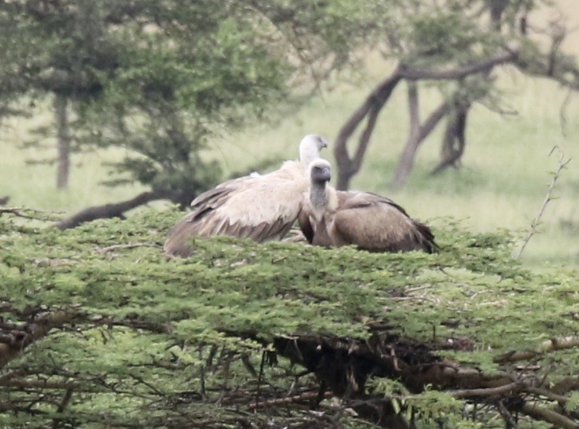 White-backed Vulture - ML218563401