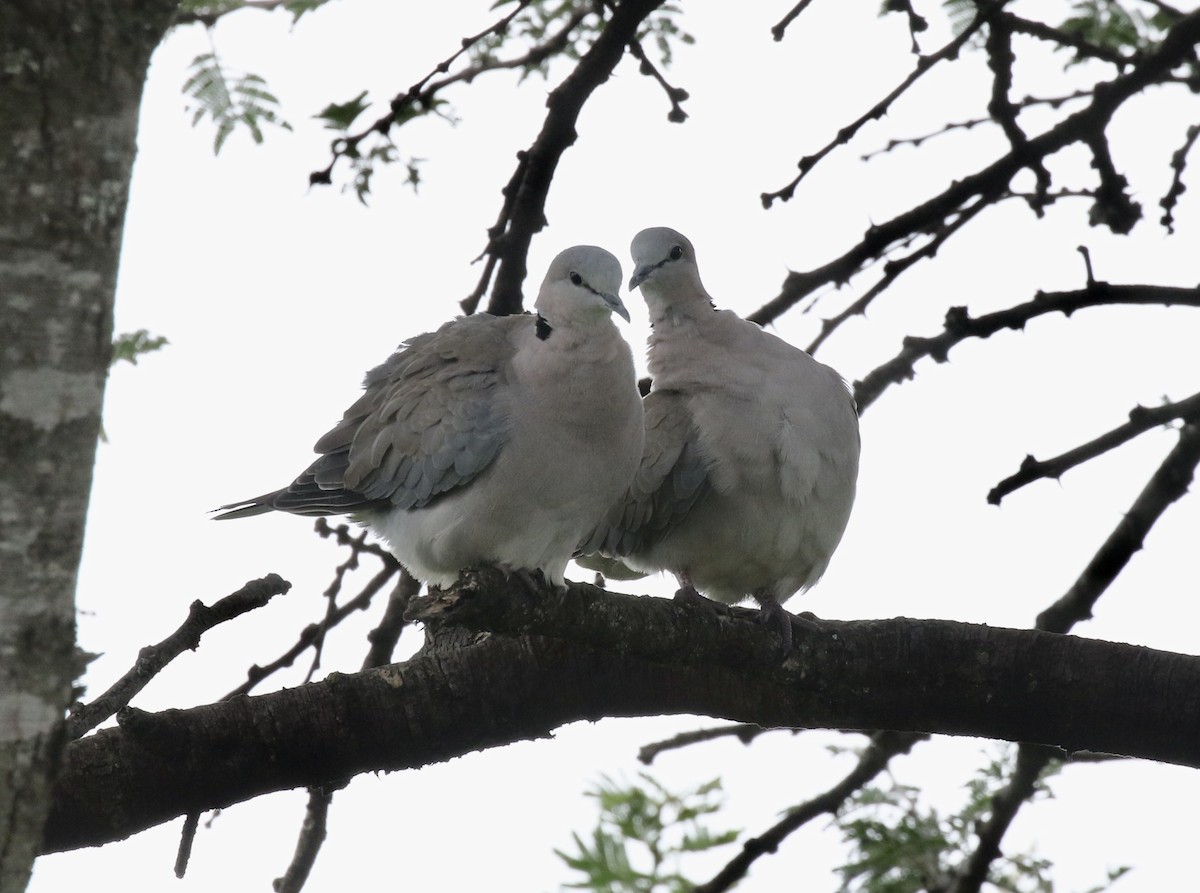 Ring-necked Dove - ML218563421