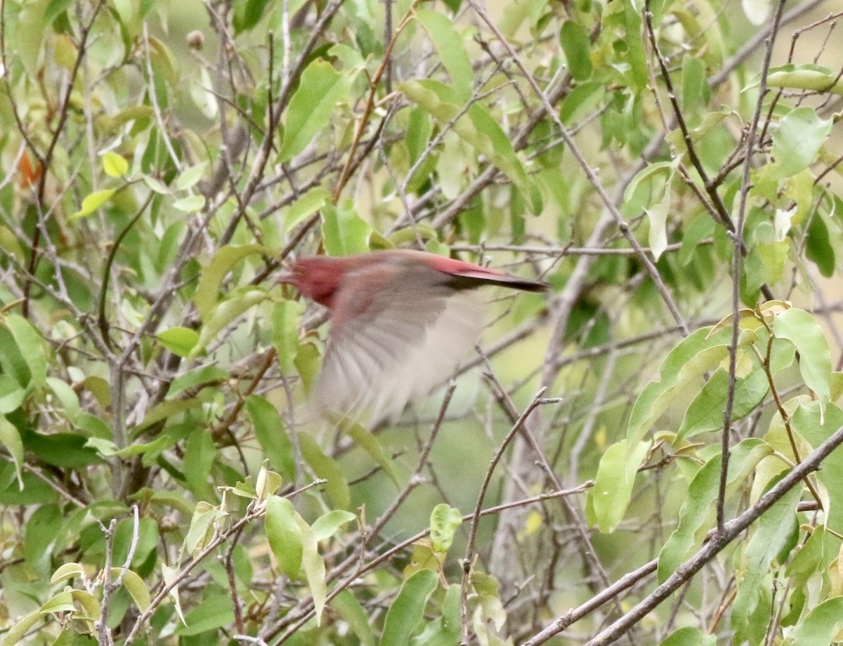 Red-billed Firefinch - ML218563691